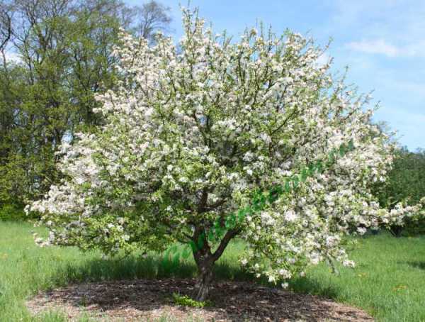 ต้นแอปเปิ้ล