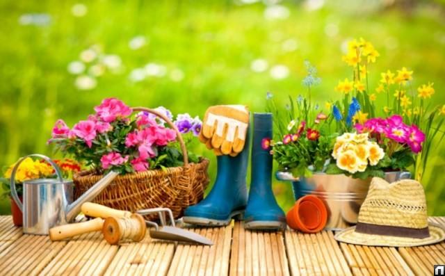 ดอกไม้ที่แตกต่างกัน