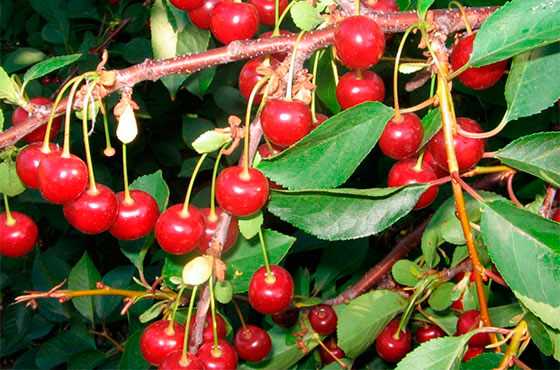 เชอร์รี่ ยูธ