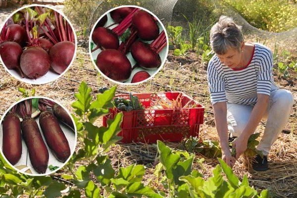 พันธุ์ที่ดีที่สุด