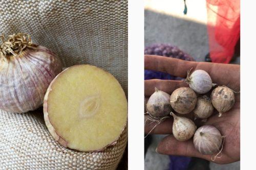 กระเทียมกลีบเดียว