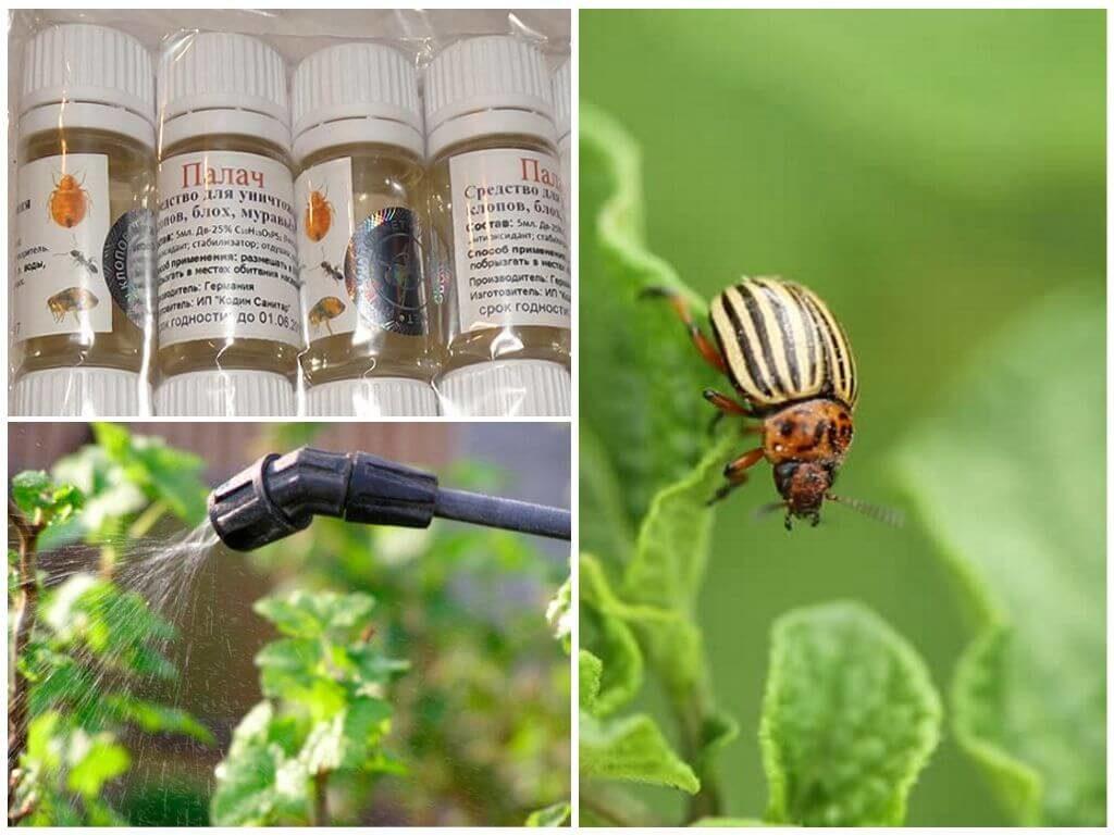 การแปรรูปมันฝรั่ง