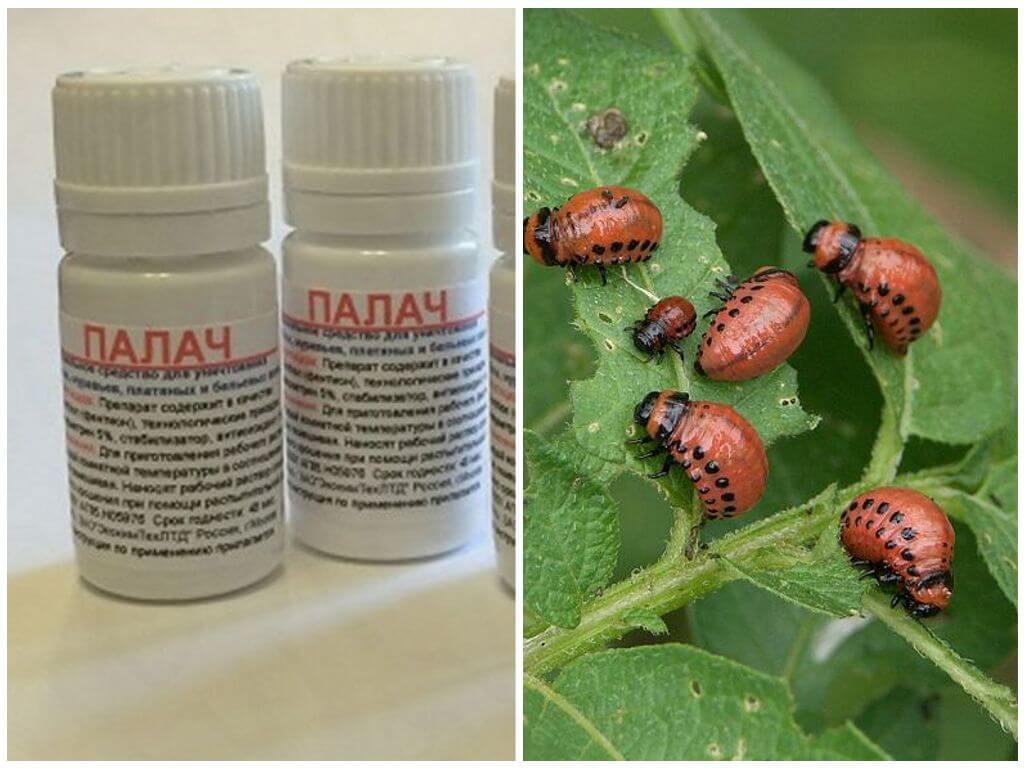 ผู้ประหารด้วงมันฝรั่งโคโลราโด