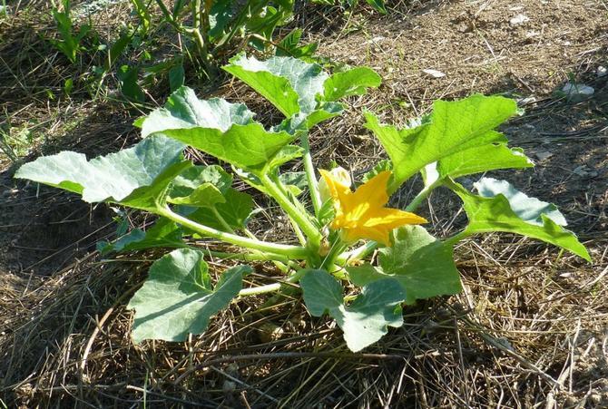 courges dans le jardin