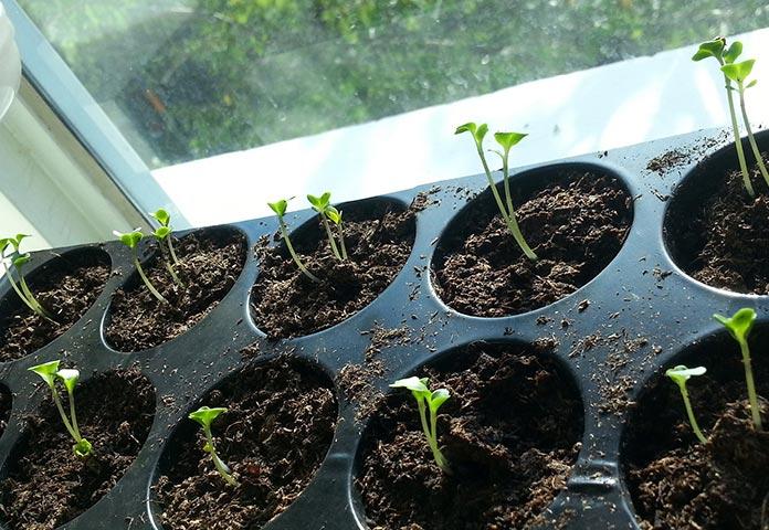 เมล็ดมิ้นต์