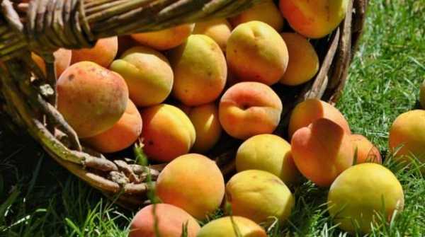 abricots résistants au gel