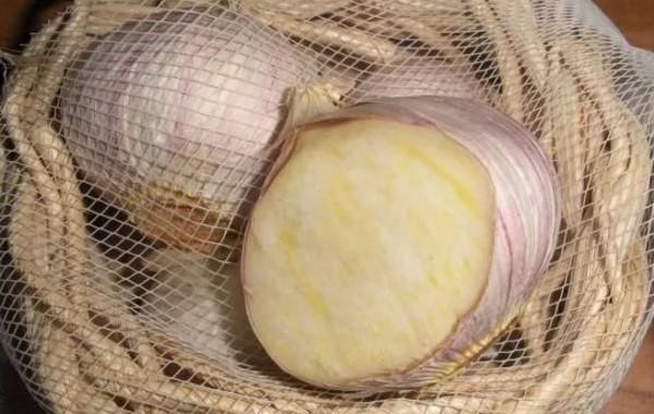 กระเทียมกลีบเดียว