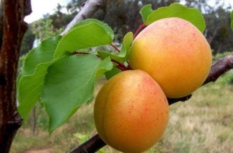 ต้นไม้เล็ก