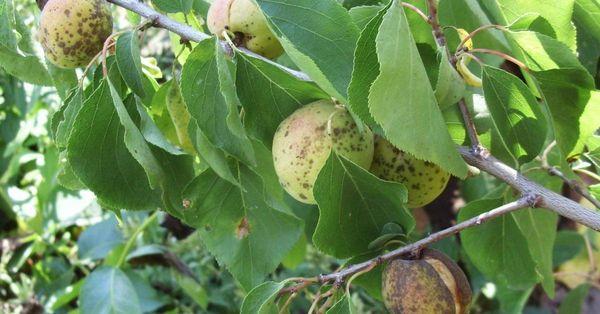 โรคแอปริคอต