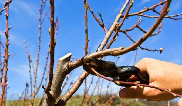 การตัดแต่งกิ่งที่ถูกสุขลักษณะ