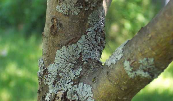 บาดแผลอันมืดมิด