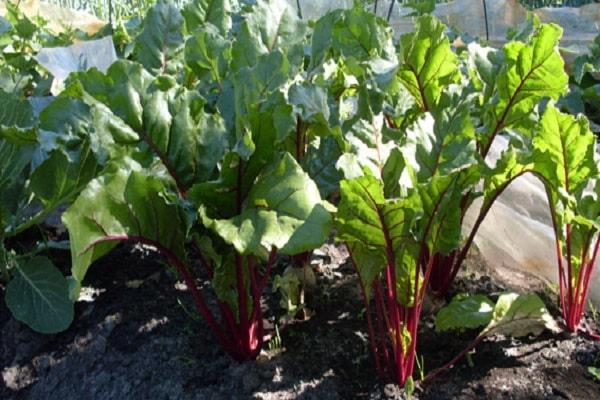 การปลูกหัวบีท