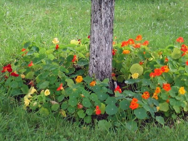 ดอกไม้ในสวน