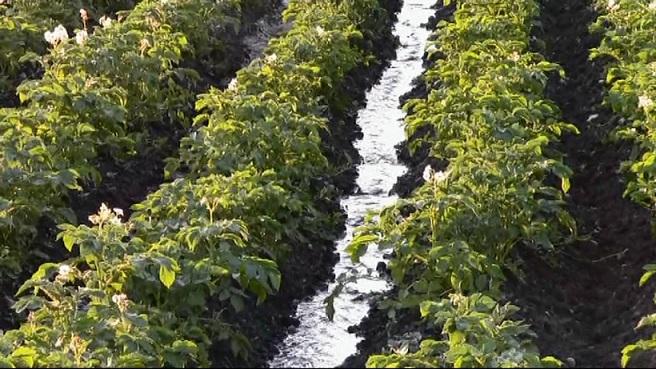 การรดน้ำมันฝรั่ง