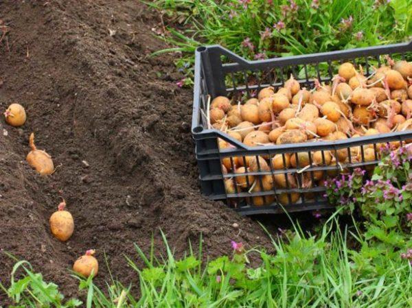 การปลูกในดิน