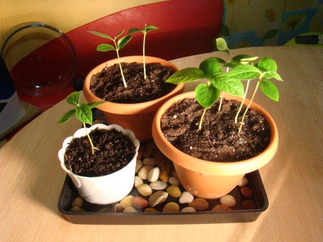 plantation en pots