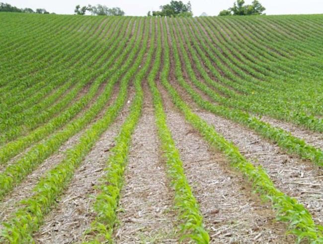 ทุ่งข้าวโพด