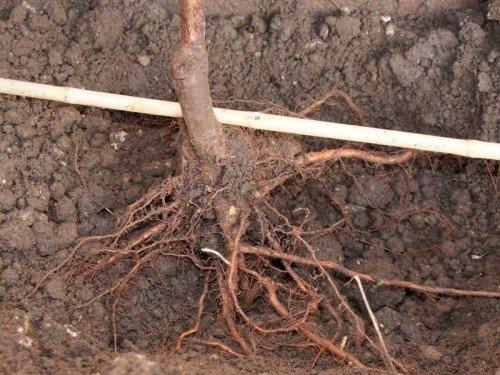 plantation et préparation des tubercules