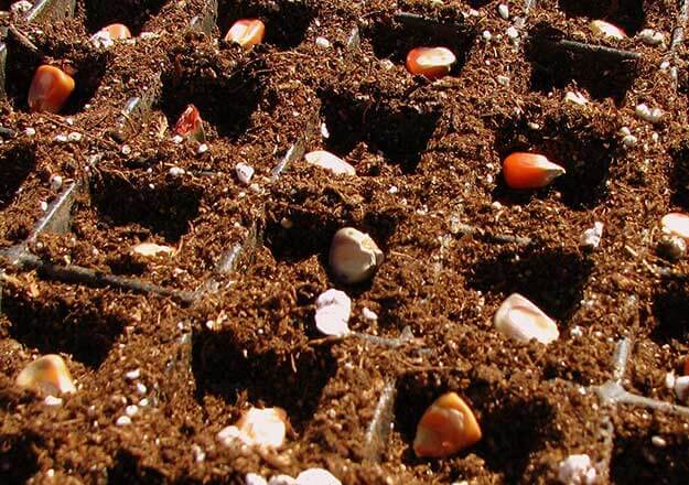 การหว่านข้าวโพด