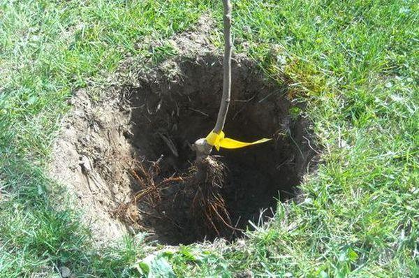 การปลูกต้นแอปเปิ้ล Aport