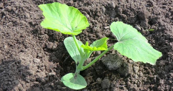 ต้นกล้าฟักทอง