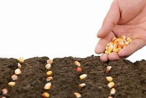 การหว่านข้าวโพด