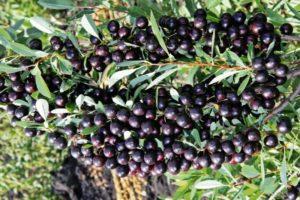 คำอธิบายและการขยายพันธุ์เชอร์รี่ Bessey พันธุ์ การปลูกและกฎการดูแล