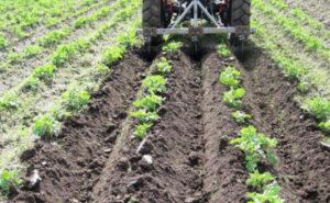 คำแนะนำทีละขั้นตอนและคุณลักษณะของการไถมันฝรั่งเป็นรูปพัด