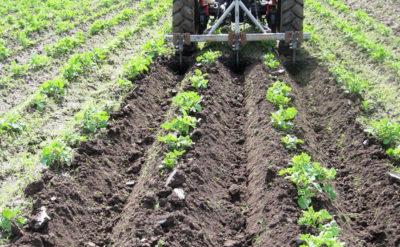 การพูนดินและการดูแลรักษา