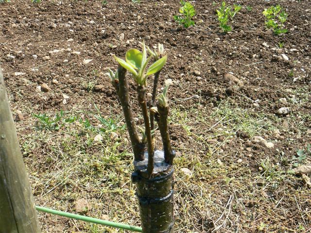 การต่อกิ่งในฤดูใบไม้ผลิ