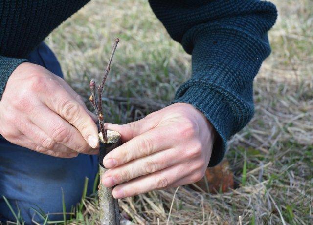 greffe d'arbres fruitiers