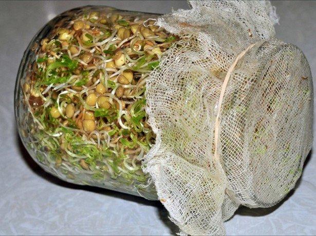 ถั่วงอกในขวด