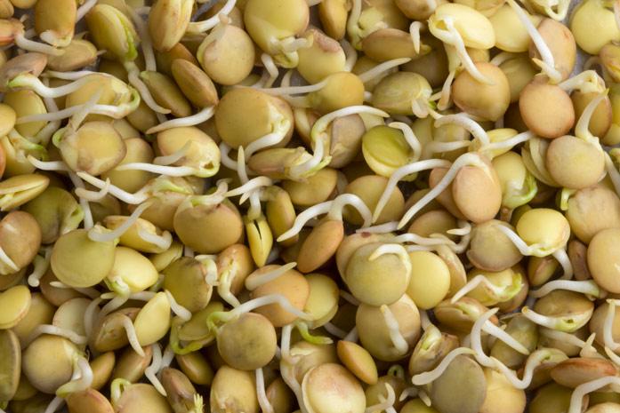 lentilles germées