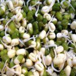 ถั่วงอก