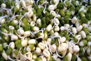 ประโยชน์และโทษของถั่วงอก การปลูกและสูตรอาหาร