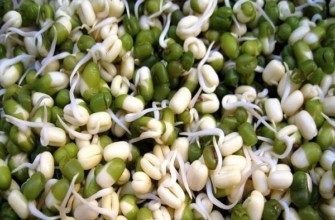 ถั่วงอก