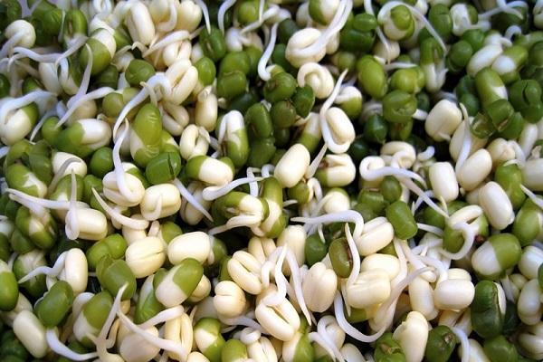 ถั่วงอก