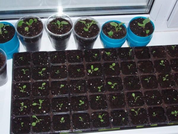 การหว่านเมล็ดสะระแหน่