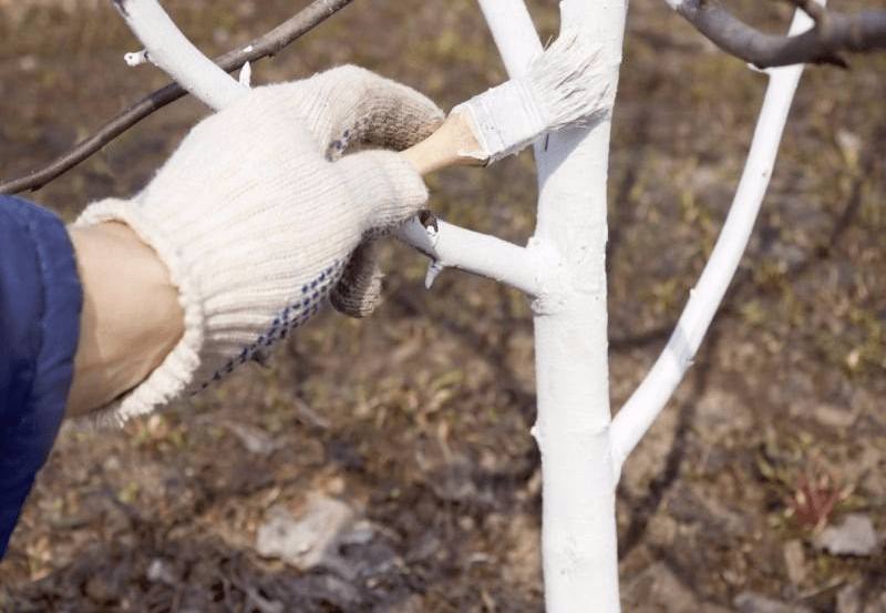 การแปรรูปต้นไม้