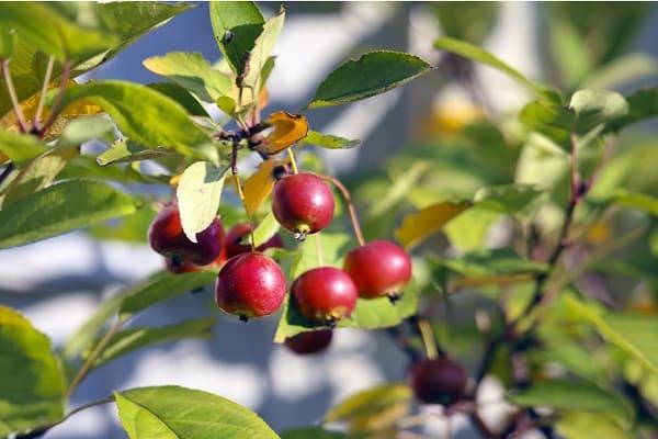 ราเนตก้าหวาน