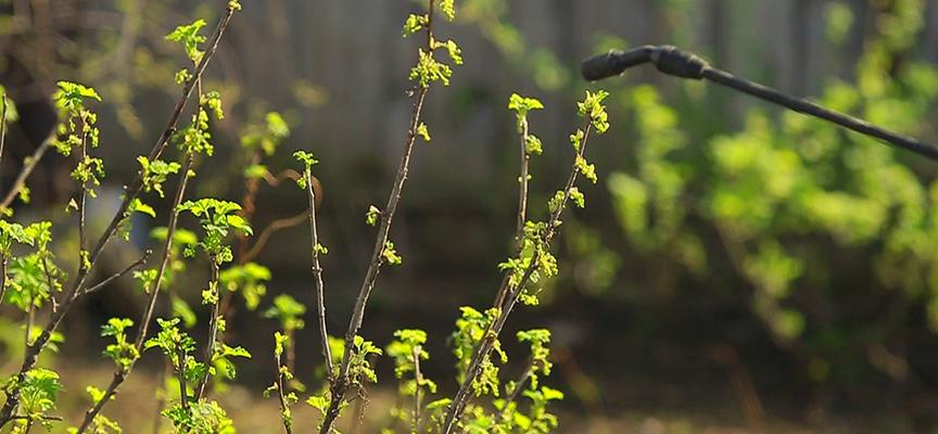 การฉีดพ่นต้นแอปเปิ้ล