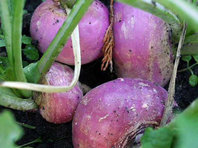 หัวผักกาดโตเกียว