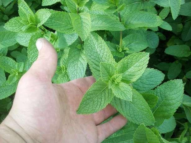 เพนนีรอยัล