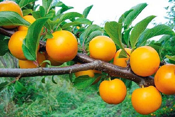 เชอร์รี่พลัมพันธุ์เก็ก