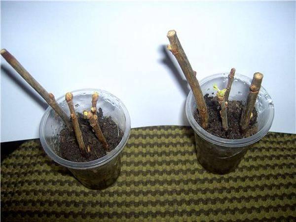 การขยายพันธุ์แอปเปิล