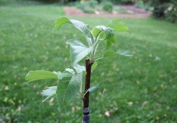 การขยายพันธุ์โดยการปักชำ