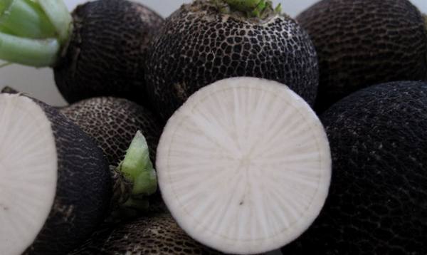 มะกอกหัวไชเท้าเป็นปุ๋ยพืชสด