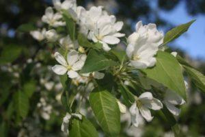 ทำไมเชอร์รี่จึงไม่ออกผลและควรทำอย่างไร: สาเหตุทั่วไปและวิธีแก้ไข