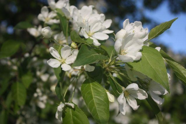 ดอกซากุระ