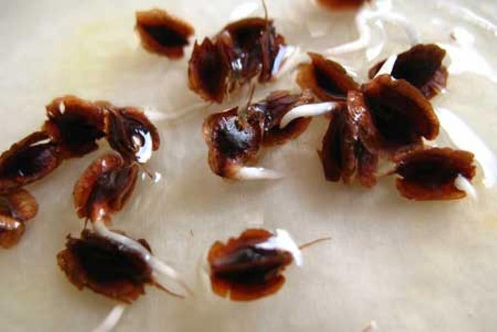 การปลูกต้นกล้า